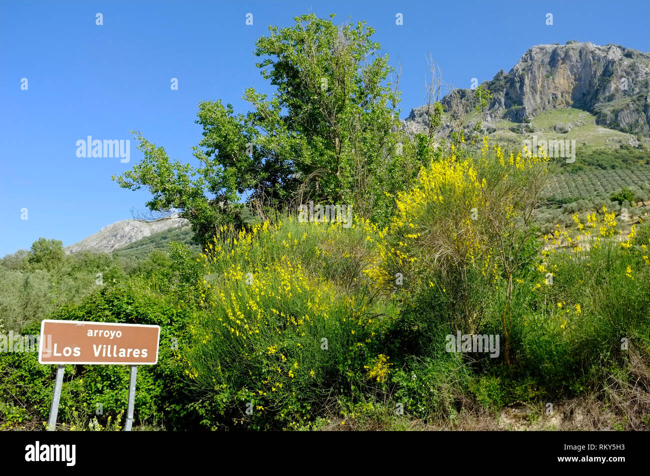 Springtime with yellow flowering broom, the mountains and olive groves in the Sierra Subbetica, a Natural Park in Cordoba Province, Andalucia, Spain. Stock Photo