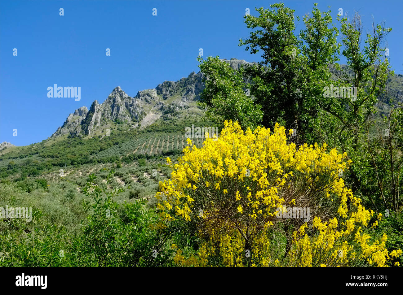 Springtime with yellow flowering broom, the mountains and olive groves in the Sierra Subbetica, a Natural Park in Cordoba Province, Andalucia, Spain. Stock Photo