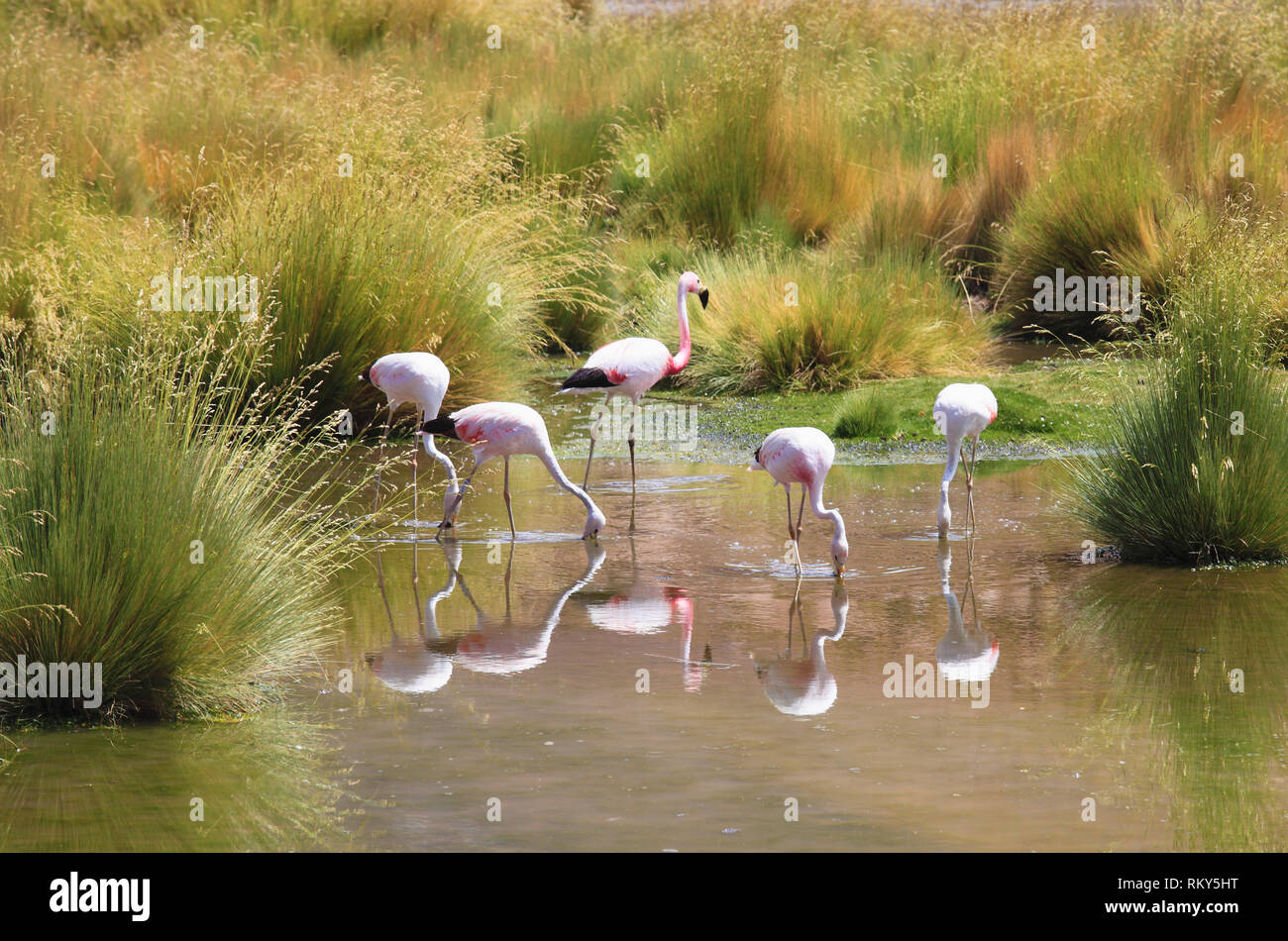 Andean flamingos, phoenicoparrus andinus, Andes, Atacama desert, Chile ...
