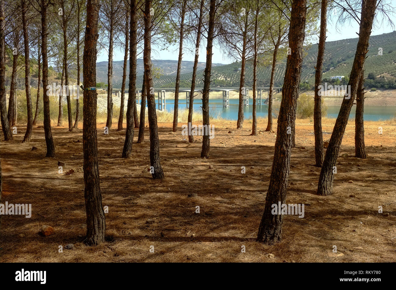 View through the waterfront pine woods to the road bridge at Iznajar. The reservoir water is very low due to lack of rain, Cordoba Province, Spain. Stock Photo