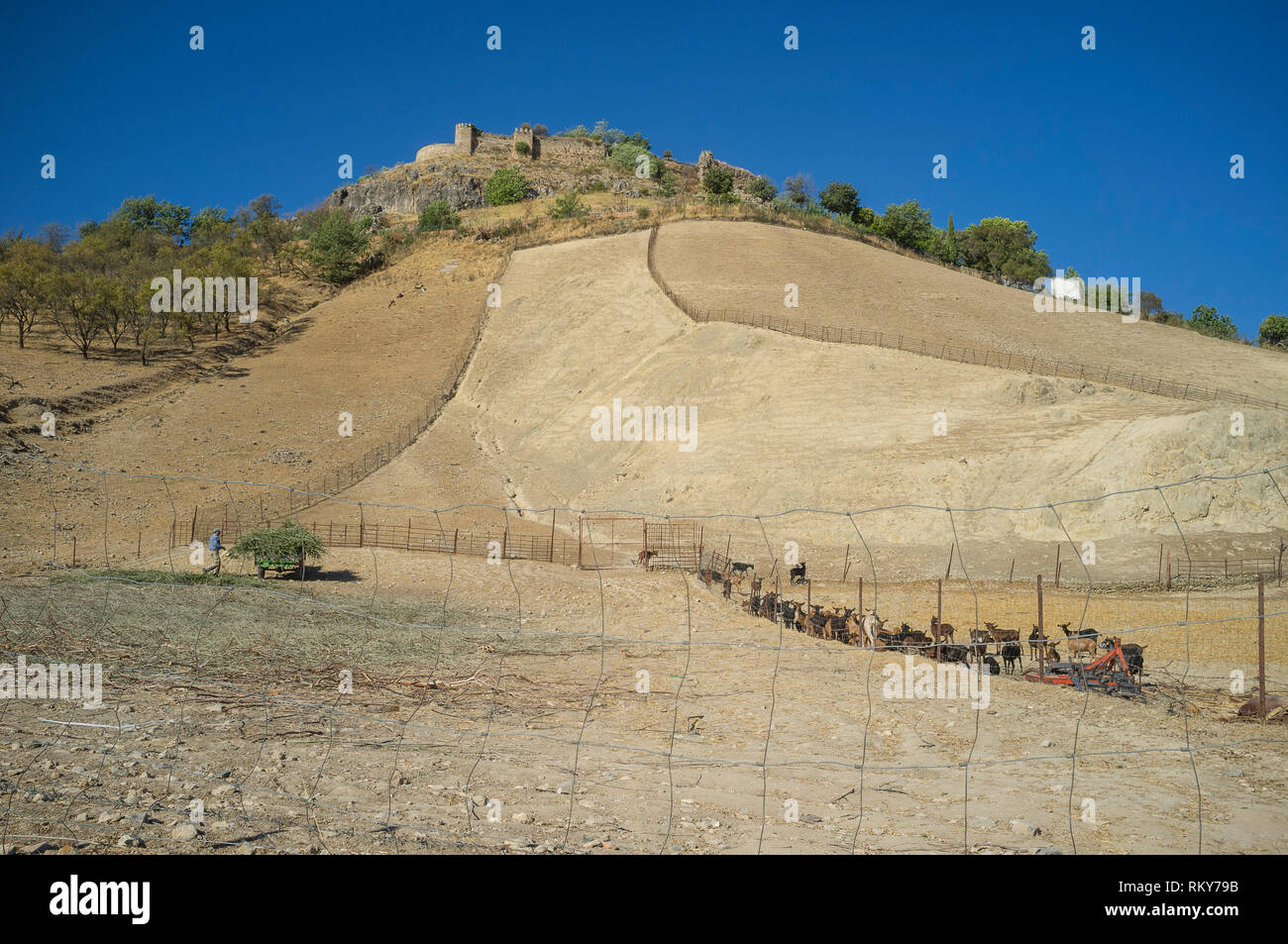 Dairy goats feeding on a small-scale farm at the foot of the Moorish castle, Carcabuey, Cordoba Province, Spain Stock Photo