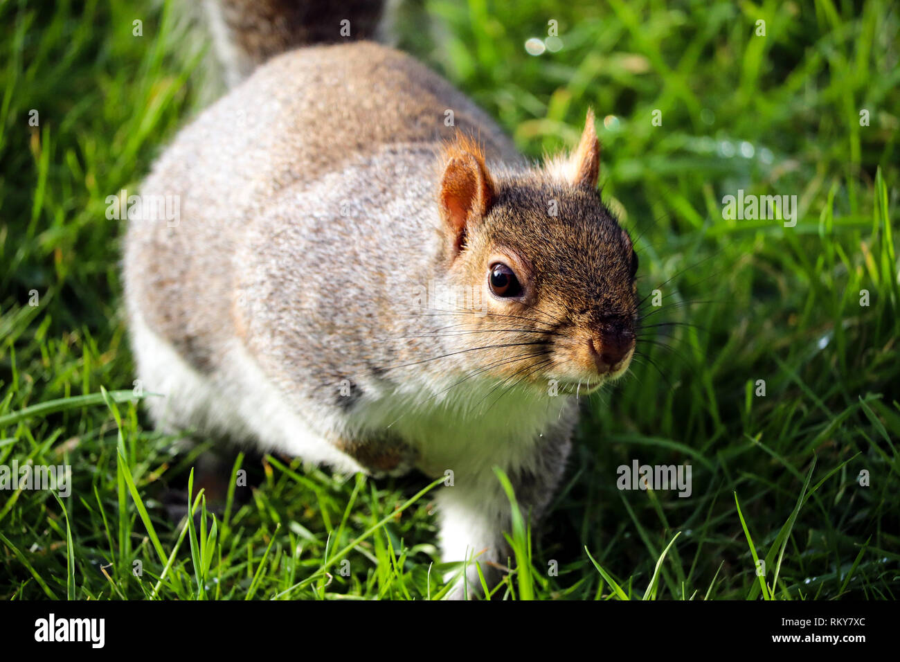 Grey squirrels uk hires stock photography and images Alamy