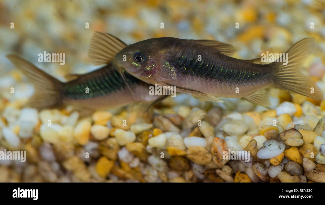 A macro shot of a pair of bronze corydoras catfish. Stock Photo