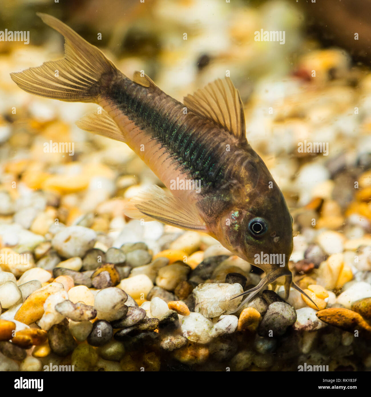 A macro shot of a bronze corydoras catfish. Stock Photo