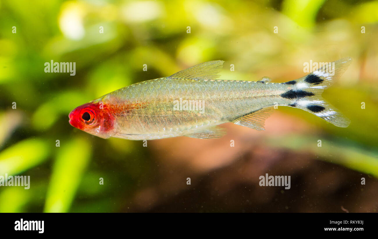 A macro shot of a rummy-nose tetra tropical fish. Stock Photo