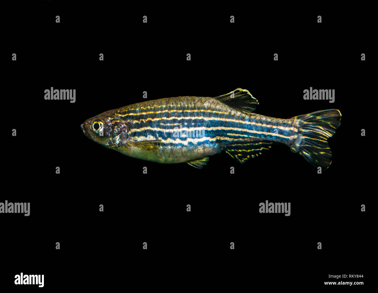 A macro shot of a zebra danio tropical fish. Stock Photo