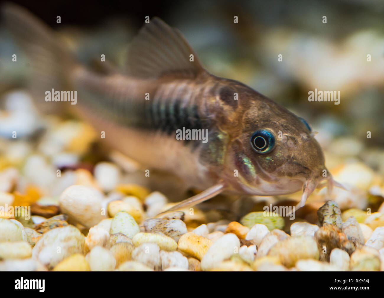 A macro shot of a bronze corydoras tropical fish. Stock Photo