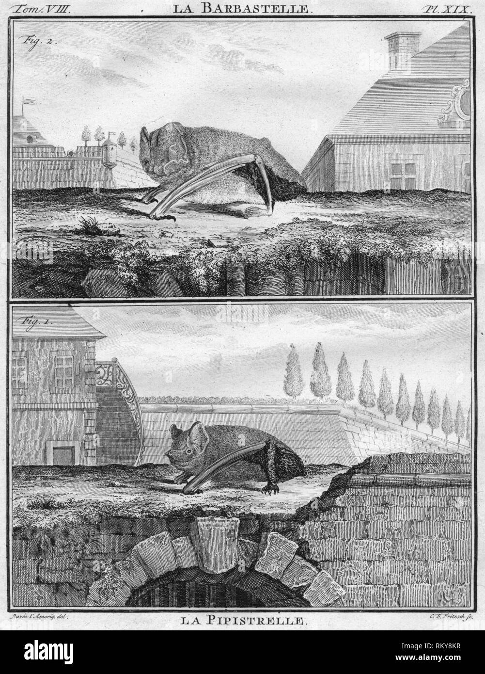 'La Barbastelle & La Pipistrelle', c1763.  Creator: Christian Friedrich Fritzsch. Stock Photo