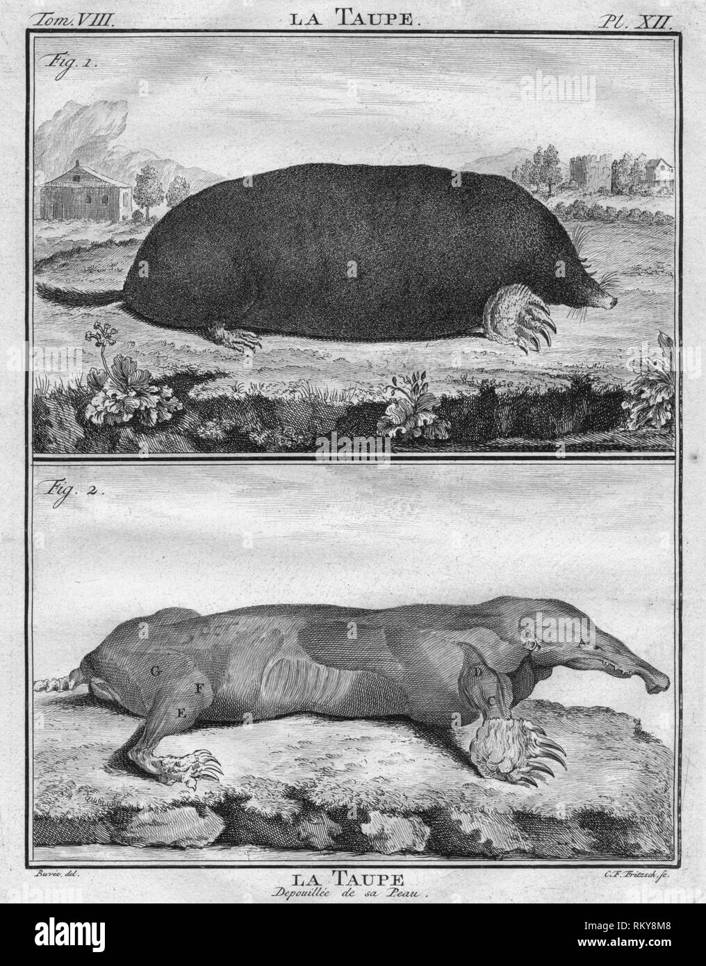 'La Taupe & La Taupe Depoiuillée de sa Peau', c1763.  Creator: Christian Friedrich Fritzsch. Stock Photo