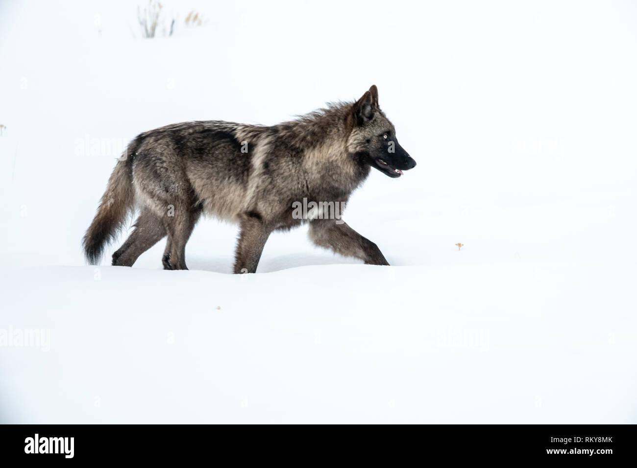 Gray wolf (Canis lupus) in Yellowstone National Park, USA Stock Photo ...