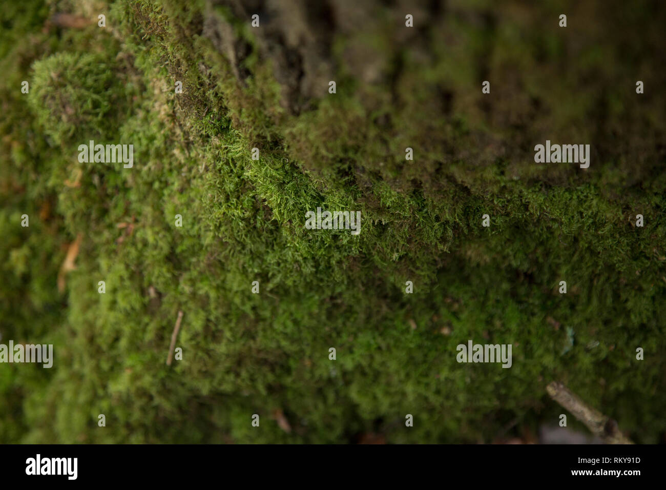 close up of moss on tree trunk Stock Photo