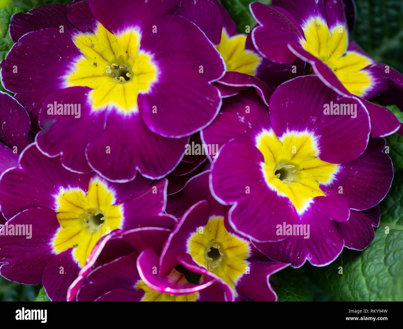 Closeup of a small colorful primrose flower (Primula vulgaris) Stock Photo