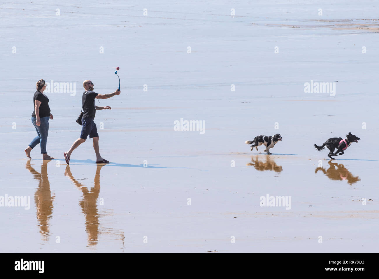Dog walkers throwing a ball for their dogs on Fistral beach in Newquay