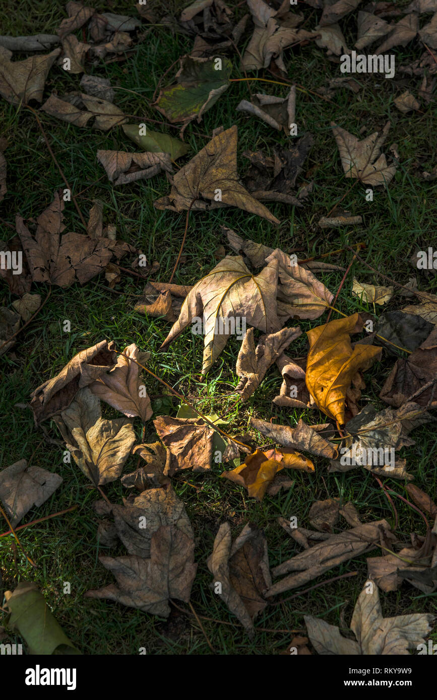 Dead Sycamore Acer leaves lying on the ground at the start of the Autumn season. Stock Photo