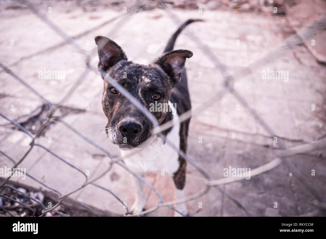 Dog behind a chain link fence looking at camera in Mexicali in Mexico. Stock Photo