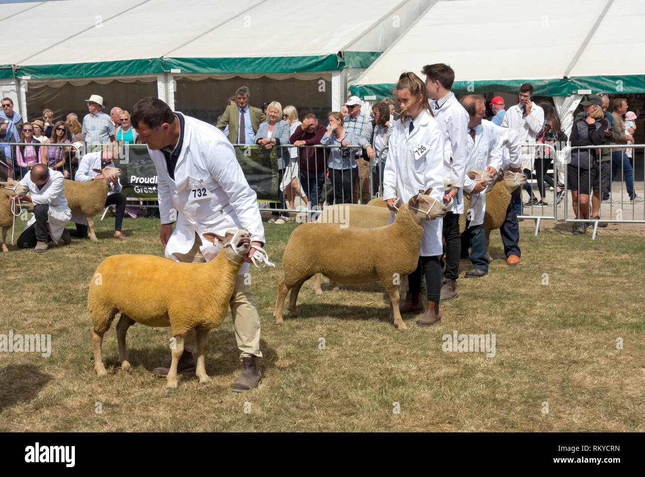 British Charollais sheep judging at the Great Yorkshire Show. Stock Photo