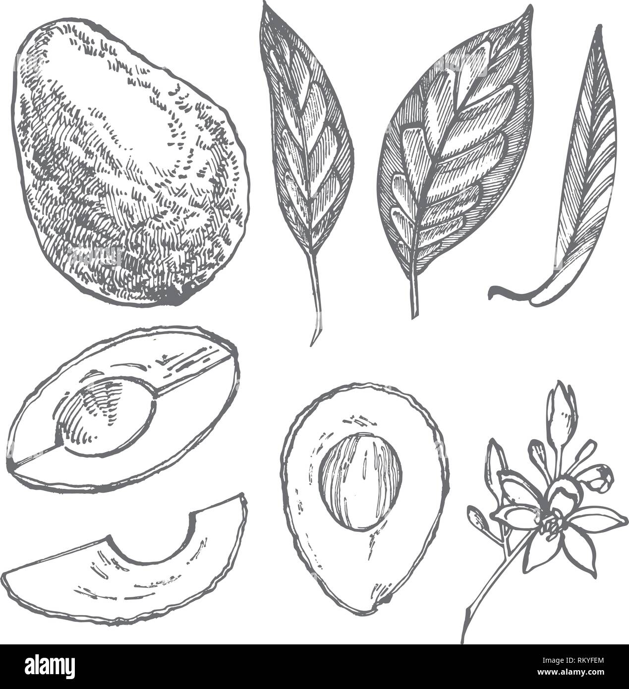 Avocado set. Vector hand drawn illustrations. Avocado, sliced pieces ...
