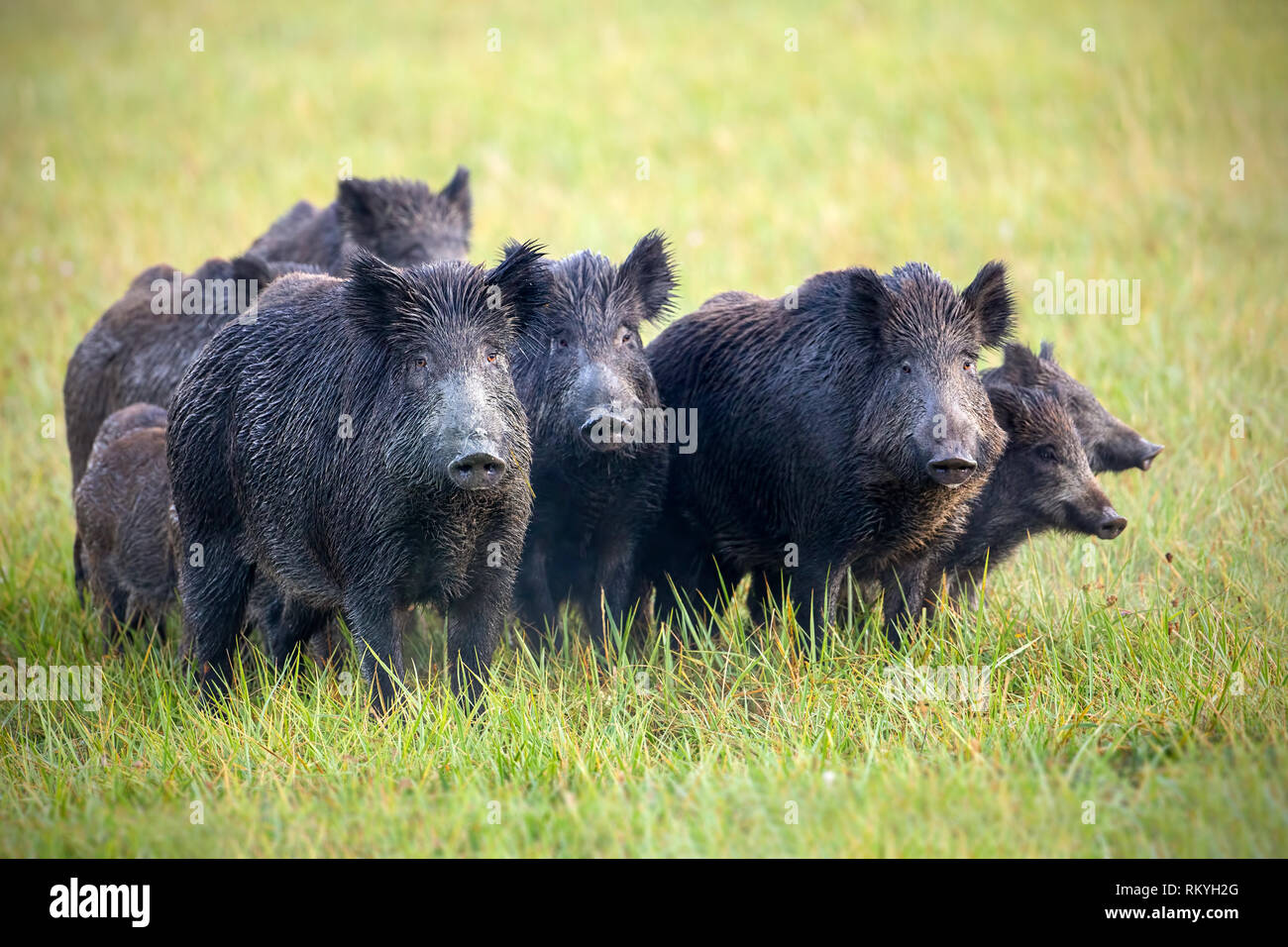A herd of wild boars, sus scrofa, on a meadow wet from dew. Wild animals in nature early in the morning with moisture covered grass. Mammals in wilder Stock Photo