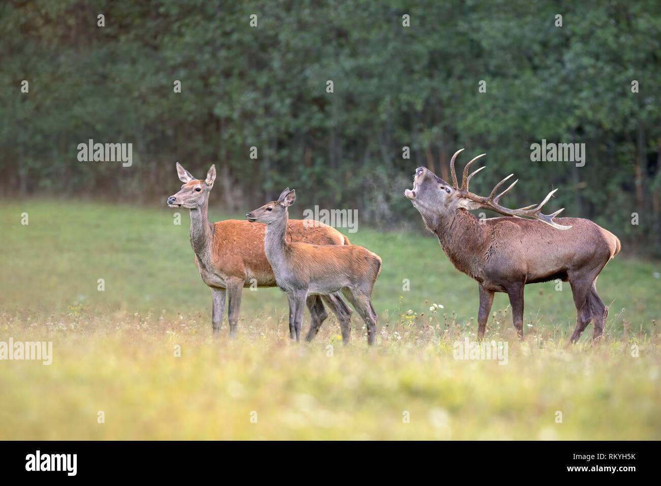 Red deer, cervus elaphus, herd in rutting season with stag bellowing. Animal family in nature. Group of wild mammals in wilderness in mating season. Stock Photo