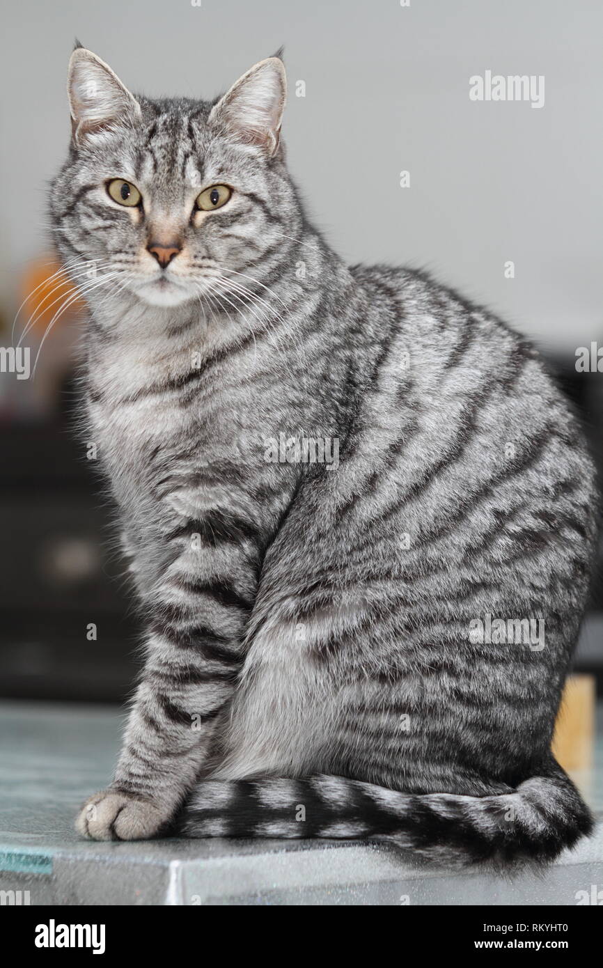 Gray tabby cat hi-res stock photography and images - Alamy