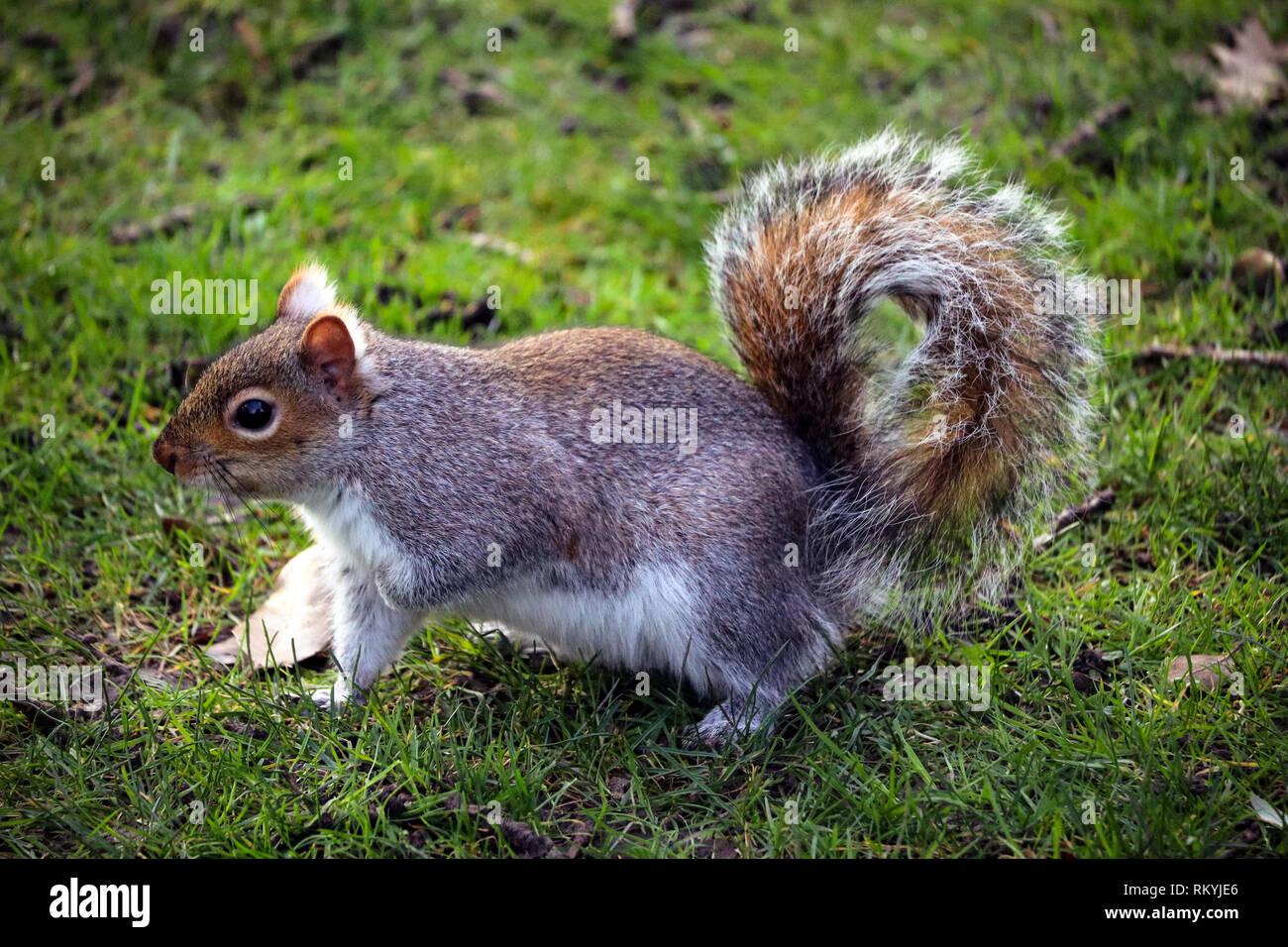 Uk squirrel hi-res stock photography and images - Alamy