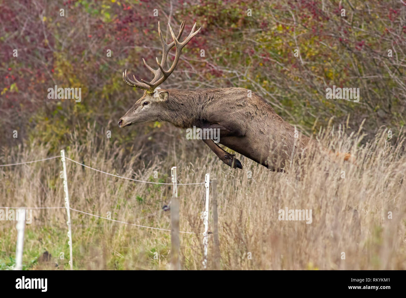 Red deer, cervus elaphus, stag jumping over fence captured mid air. Concept of wild animal migrating to agricultural fields. Concept of a mammal overc Stock Photo