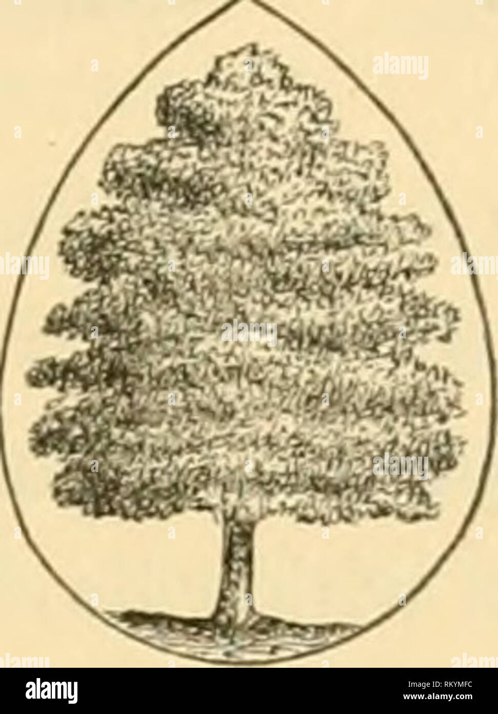 . The art of beautifying suburban home grounds of small extent ...