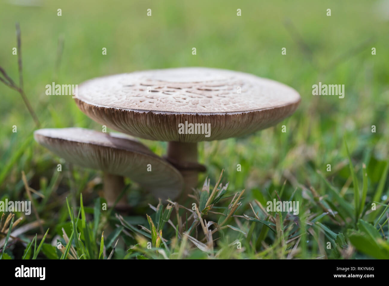 Closeup detail of head on field mushroom agaricus campestris growing wild in meadow Stock Photo