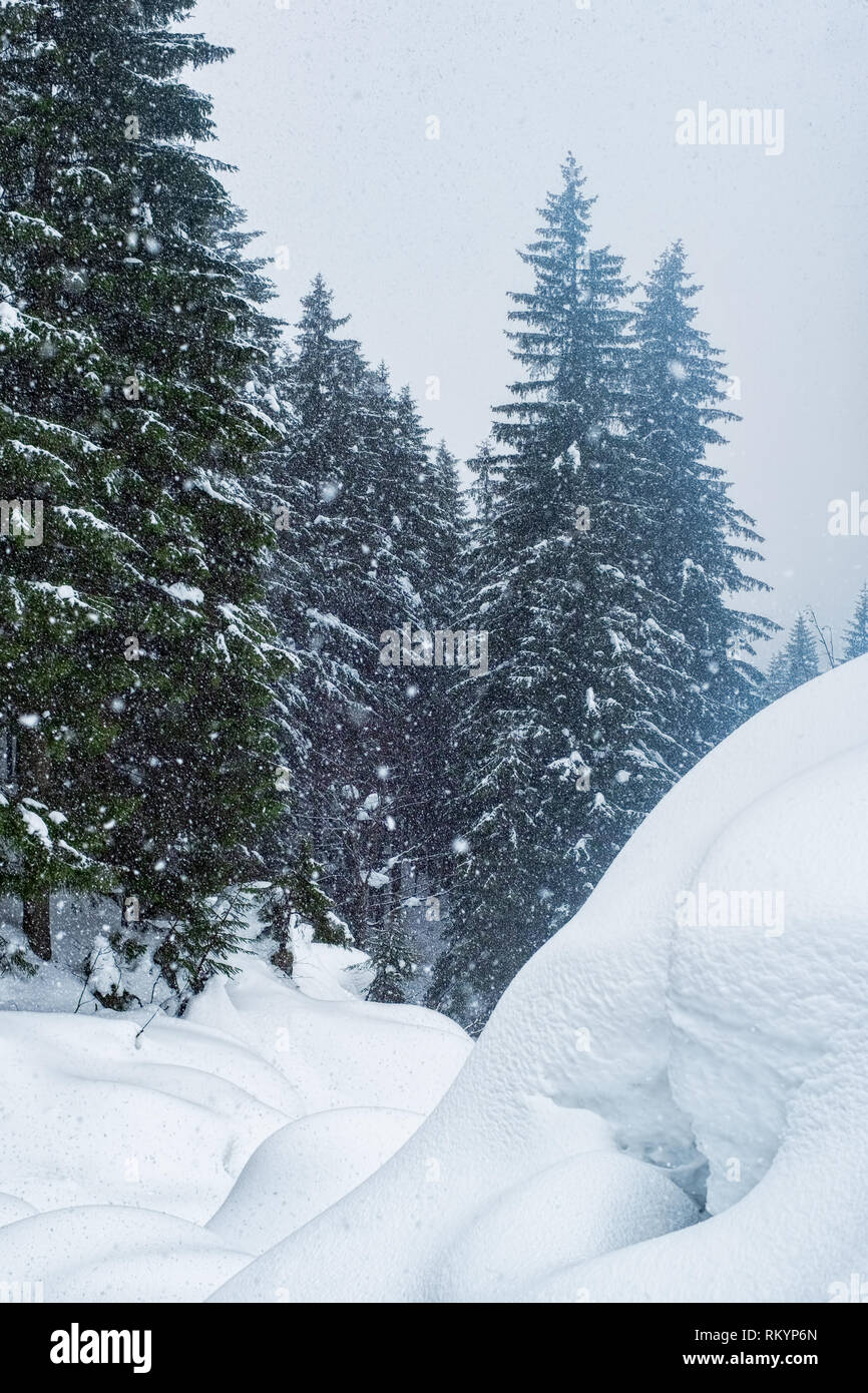 Snow covering Noble fir trees Stock Photo