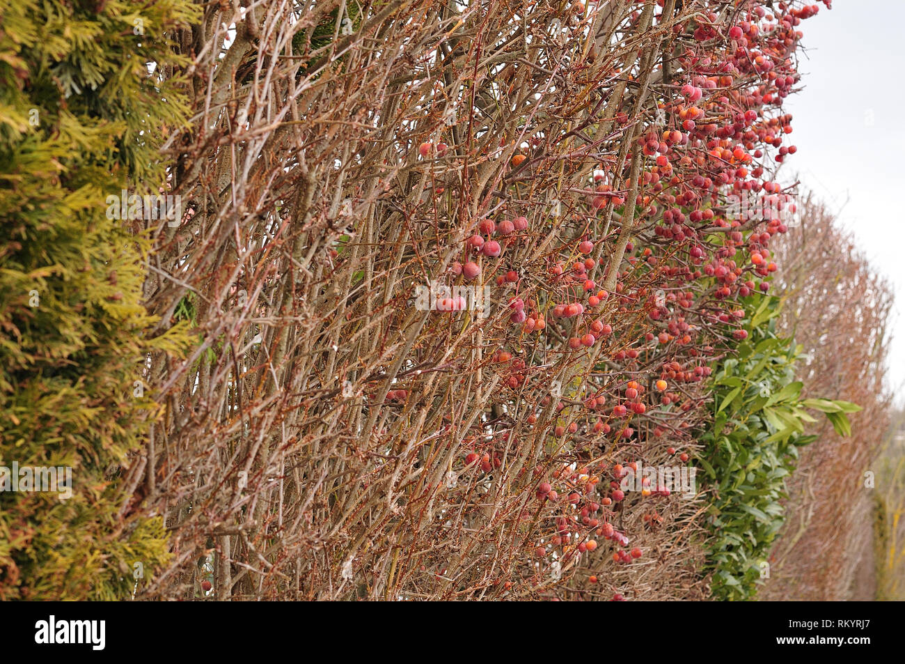mixed garden hedge with crab apples, cherry laurel and thuja in winter Stock Photo