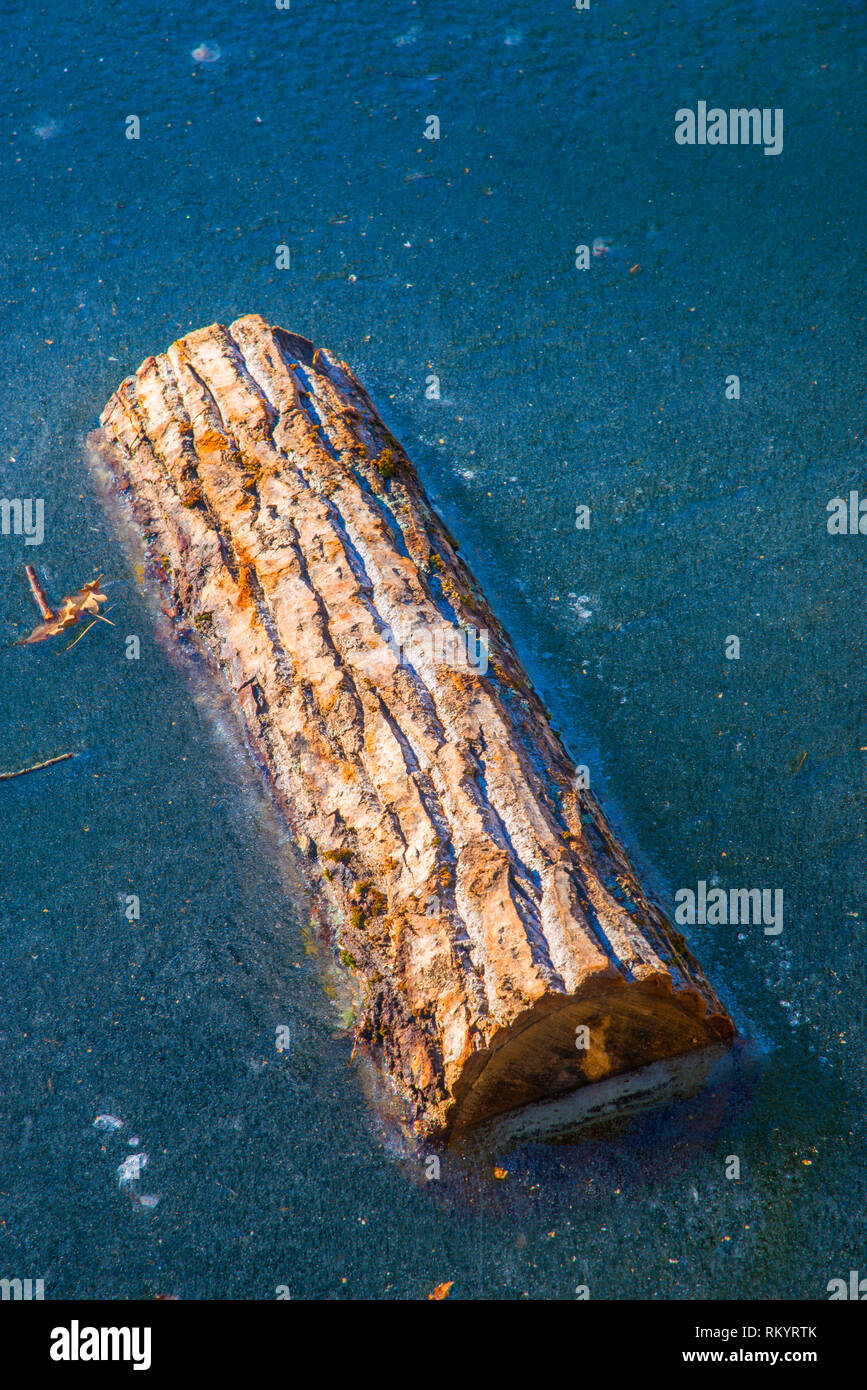 Tree trunk floating on a frozen lake. Stock Photo