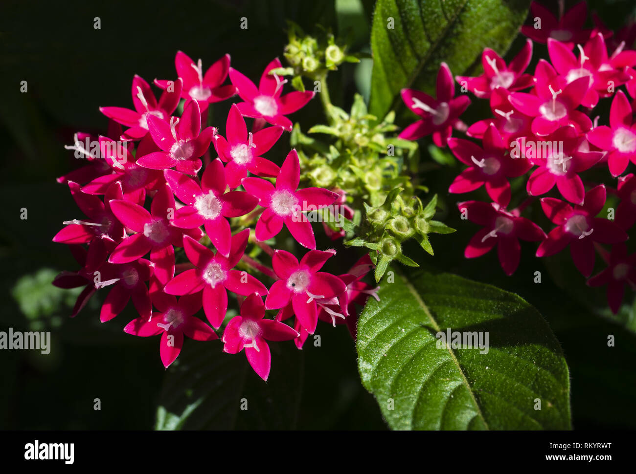 Egyptian star cluster hi-res stock photography and images - Alamy