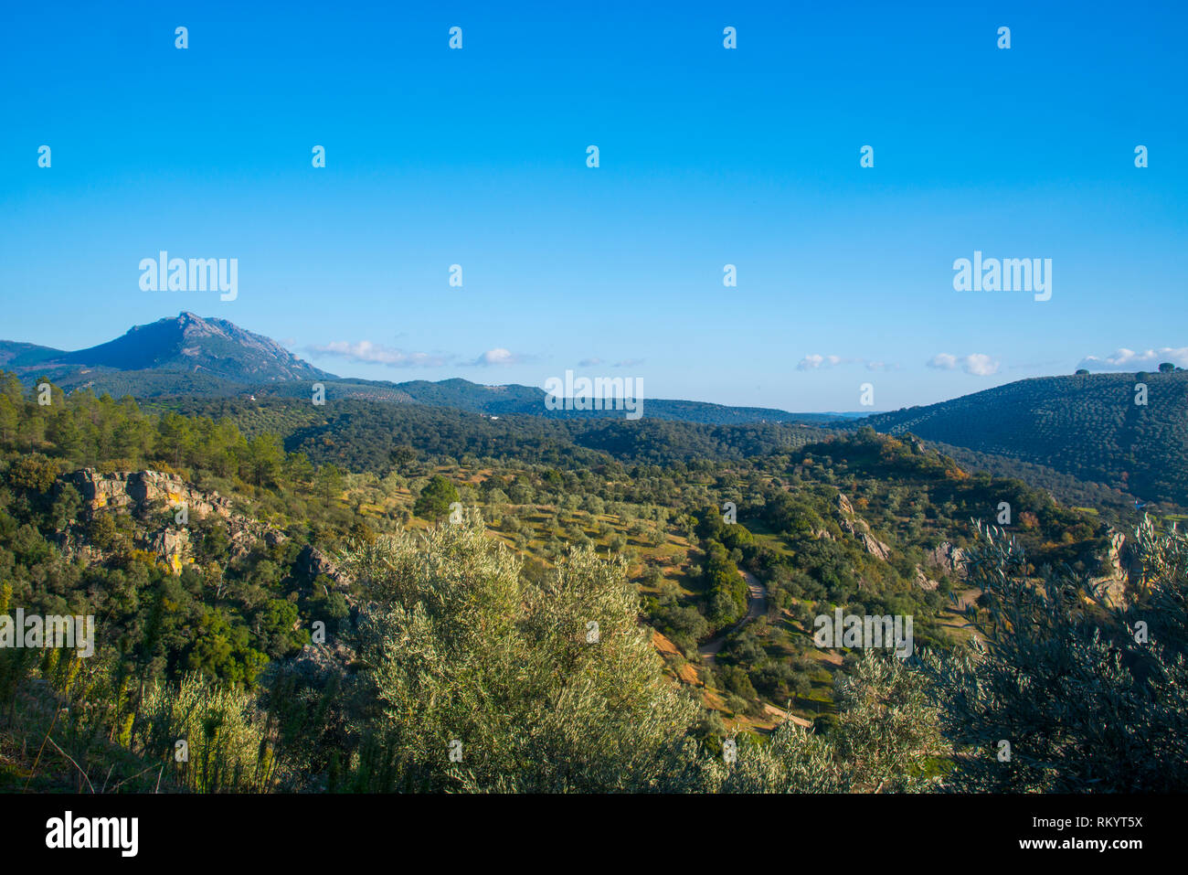 Olive groves landscape. Sierra Madrona Nature Reserve, Fuencaliente, Ciudad Real province, Castilla La Mancha, Spain. Stock Photo