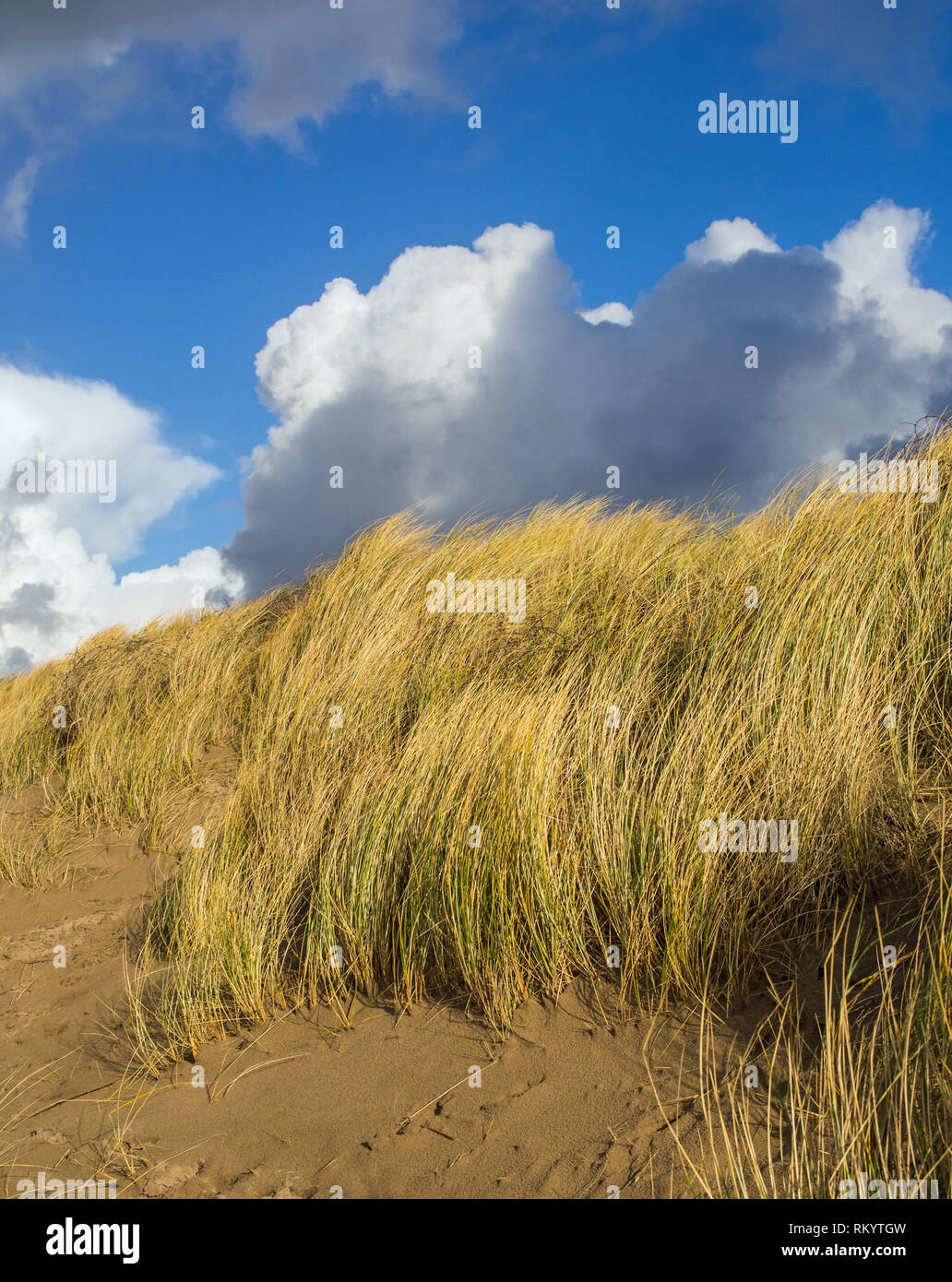 beautiful sand dune grasses swaying in the gentle breeze against a blue sky white cloud background at Instow in Devon Stock Photo
