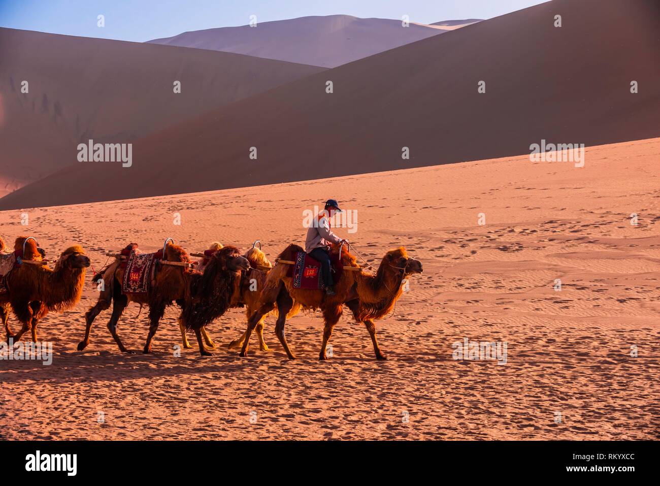 A Camel Caravan Singing Sand Mountain Sand Dunes Along The Silk Road Dunhuang Gansu Province Northwestern China At The Edge Of The Gobi Desert Stock Photo Alamy