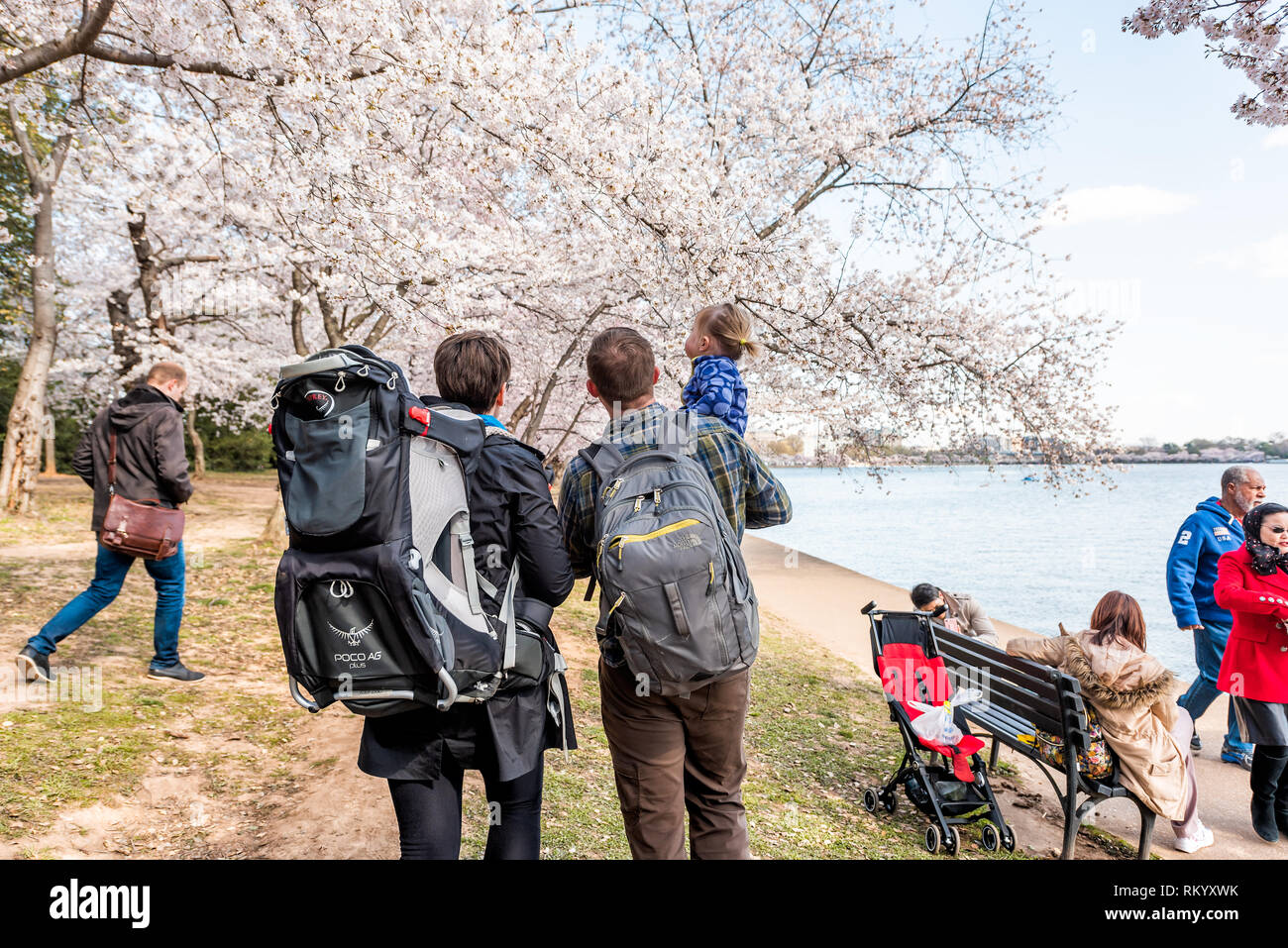 Washington DC, USA - April 5, 2018: Family of three couple with child people walking along tidal basin on cherry blossom sakura trees spring festival  Stock Photo