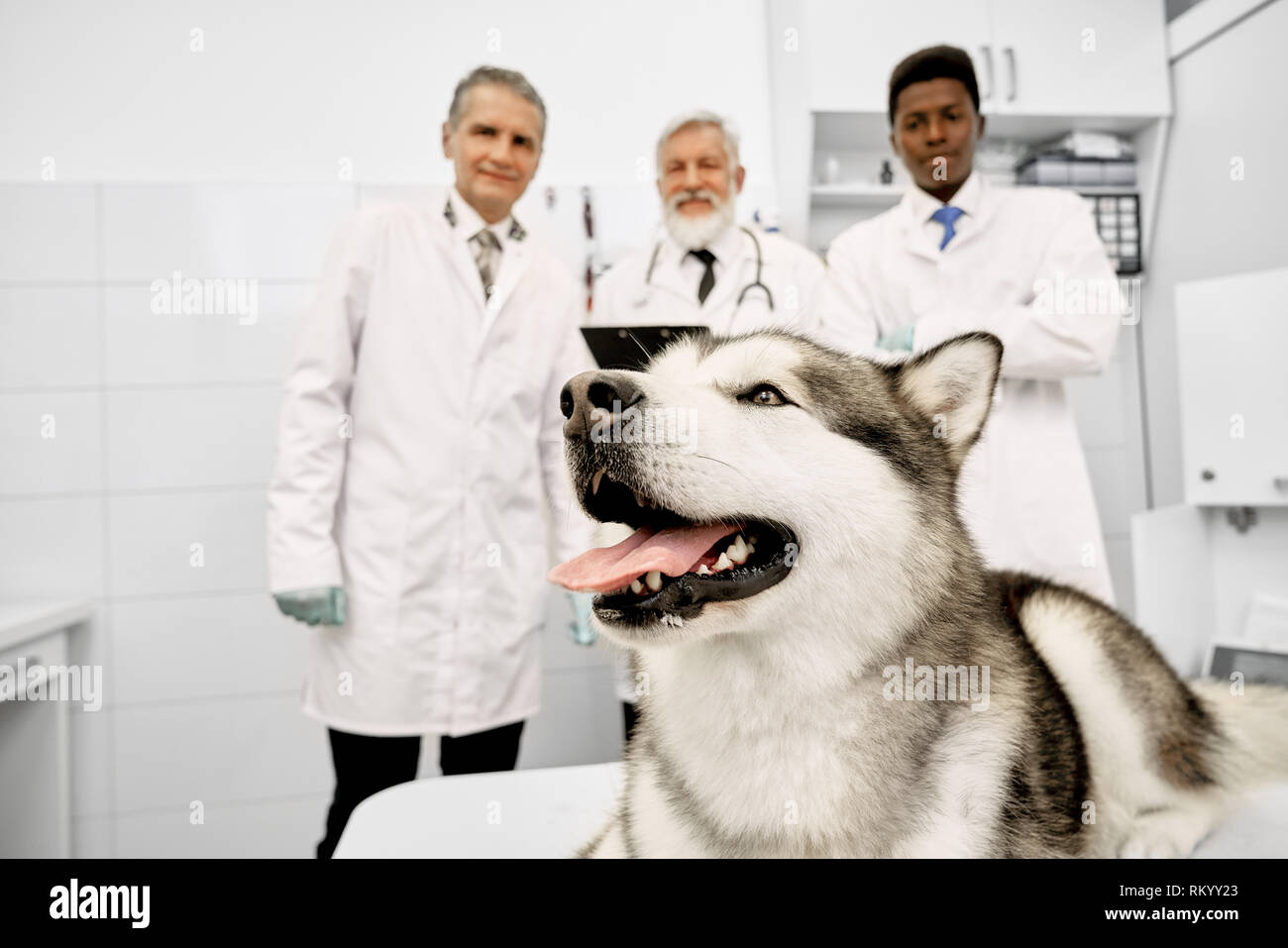 Three professional veterinarians standing behind big pretty malamute