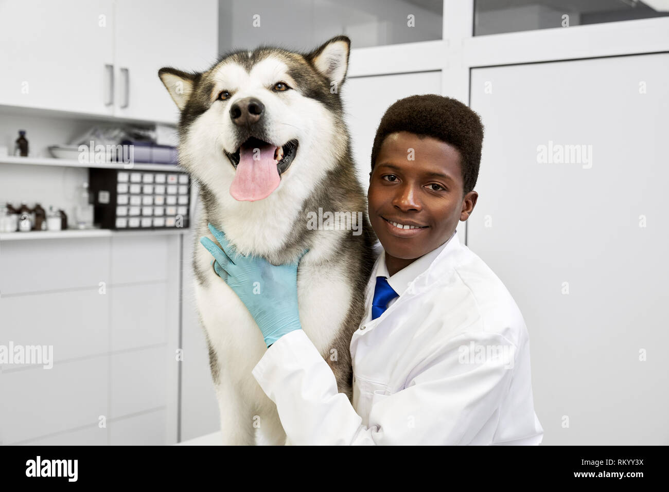 Big hotsell alaskan dog