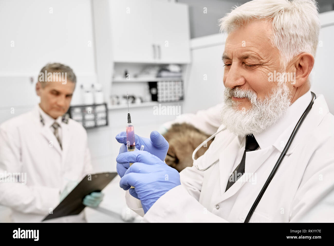 Cheerful elderly veterinarian holding needle for injection. Doctor with gray hair and beard wearing in white medical uniform and blue gloves. Assistant standing near patient, holding folder. Stock Photo