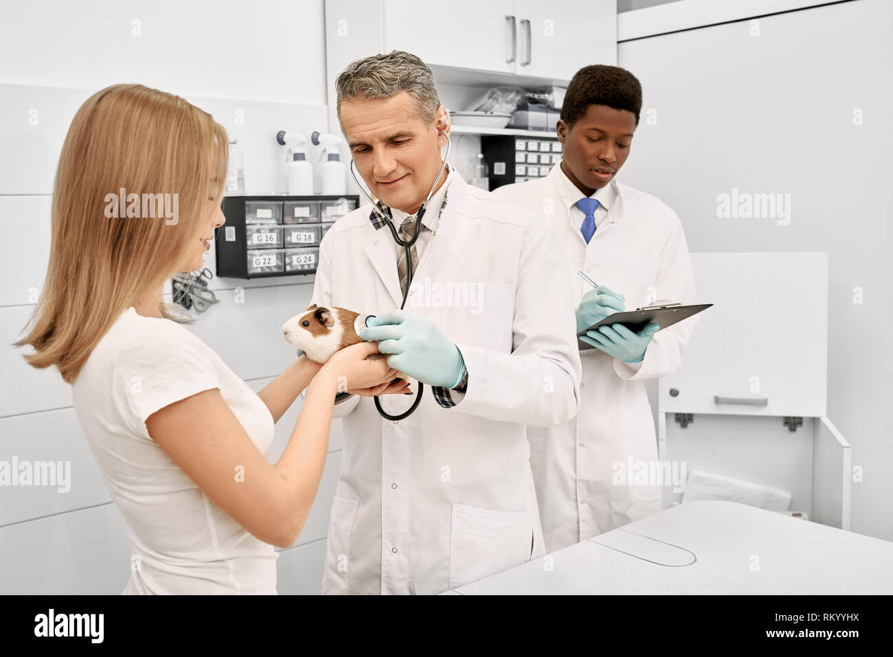 Woman, owner holding hamster in hands while doctor examining pet with stethoscope. African assistant writing in folder. Professional veterinarian wearing in medical gown and gloves. Stock Photo
