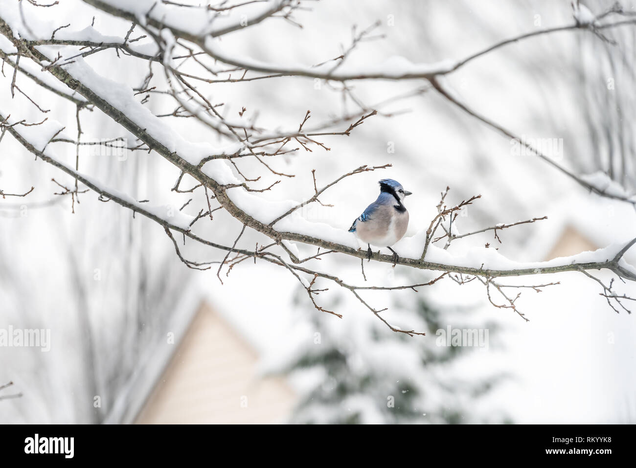 Closeup of one blue jay, Cyanocitta cristata, bird sitting perched far on oak tree branch during winter covered in snow in Virginia Stock Photo