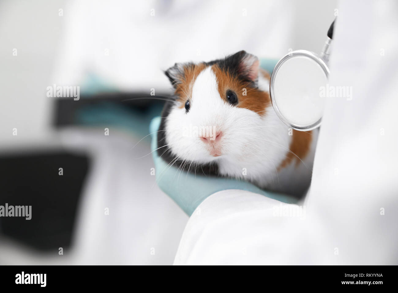 Man Holding A Tiny Beautiful Hamster Stock Photo - Download Image