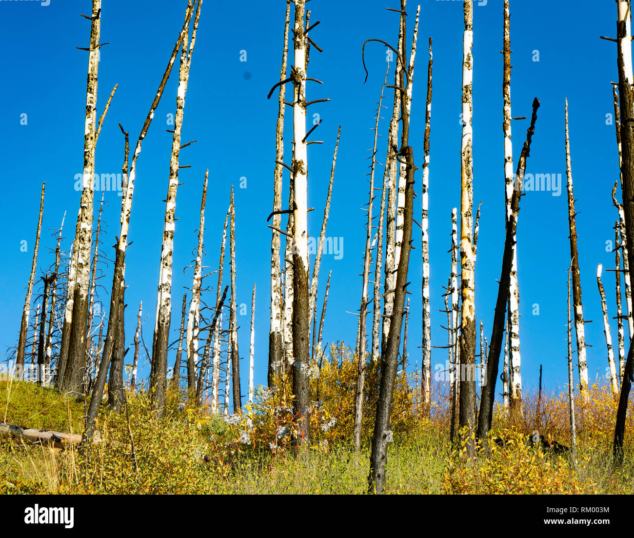 Burnt Trees Kings Canyon Stock Photo