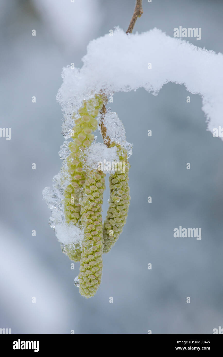 Hazel, Corylus avellana, catkins in snow, February, UK Stock Photo