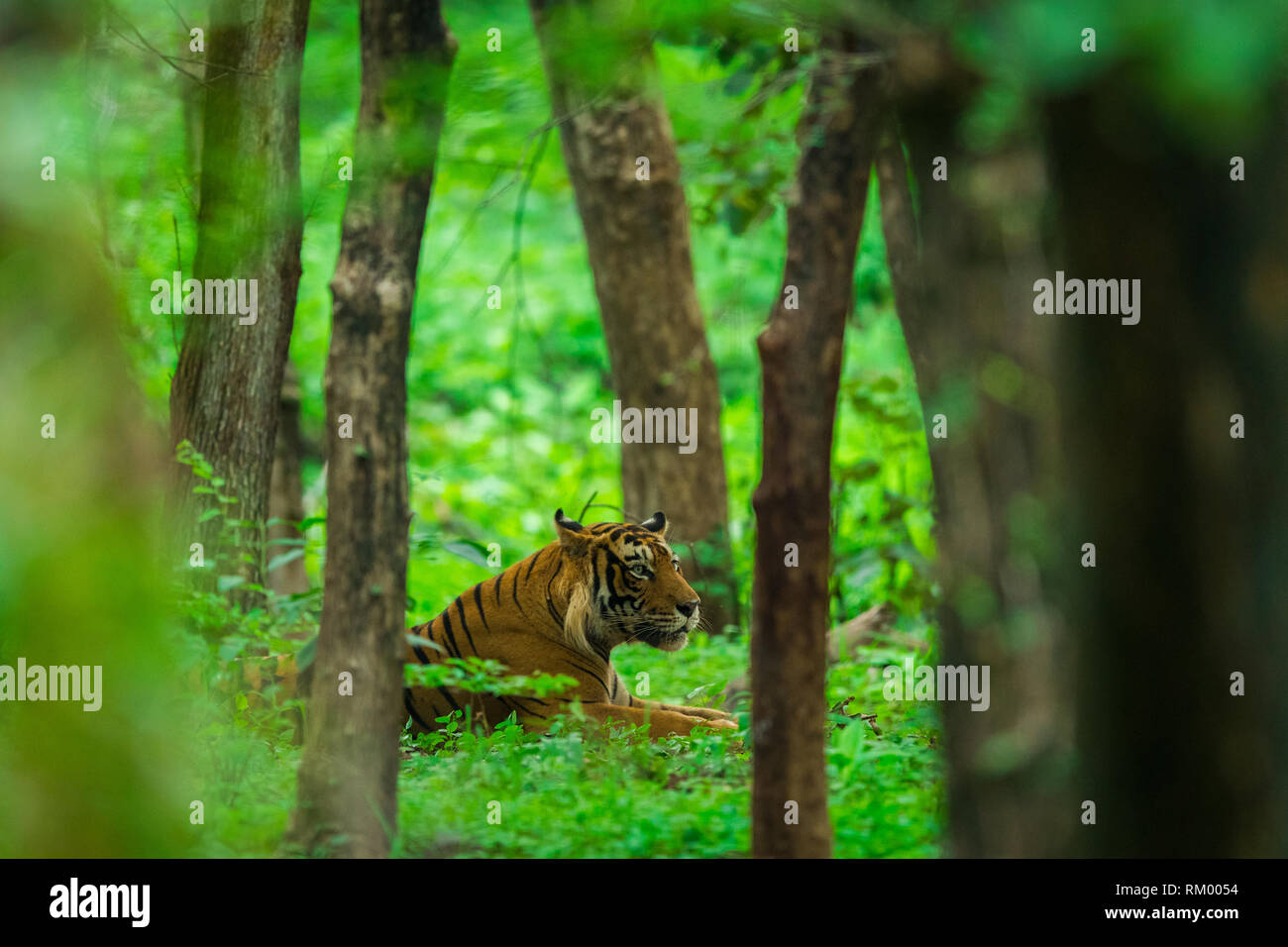 A dominant male tiger of tourism zone spotted in buffer zone during monsoon safari at