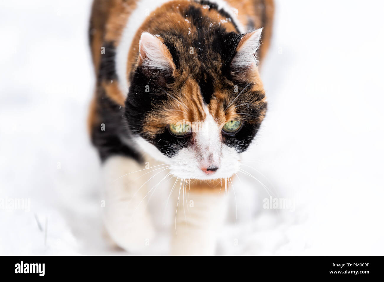 Calico cat face closeup outside outdoors in backyard during snow snowing snowstorm by wooden fence in garden on lawn walking curious exploring Stock Photo