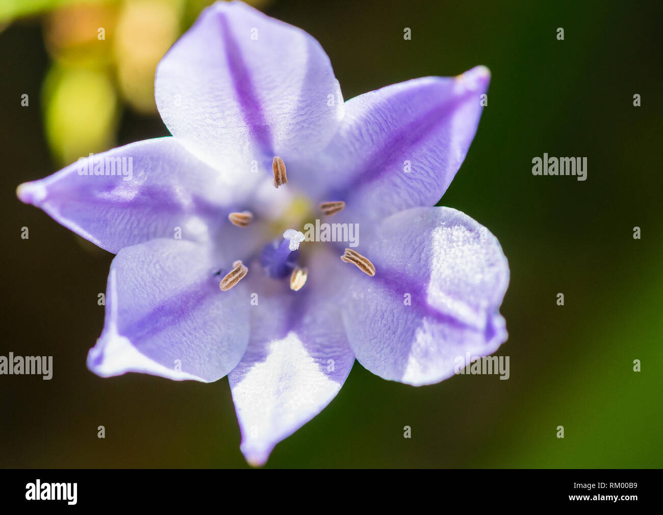 A macro shot of a triteleia laxa bloom. Stock Photo