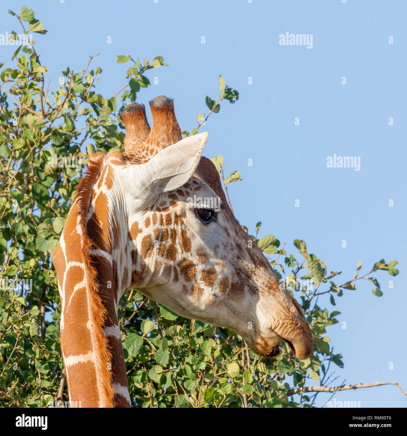 A single adult Reticulated giraffe close up view of head, portrait format, Lewa Wilderness, Lewa Conservancy, Kenya, Africa Stock Photo