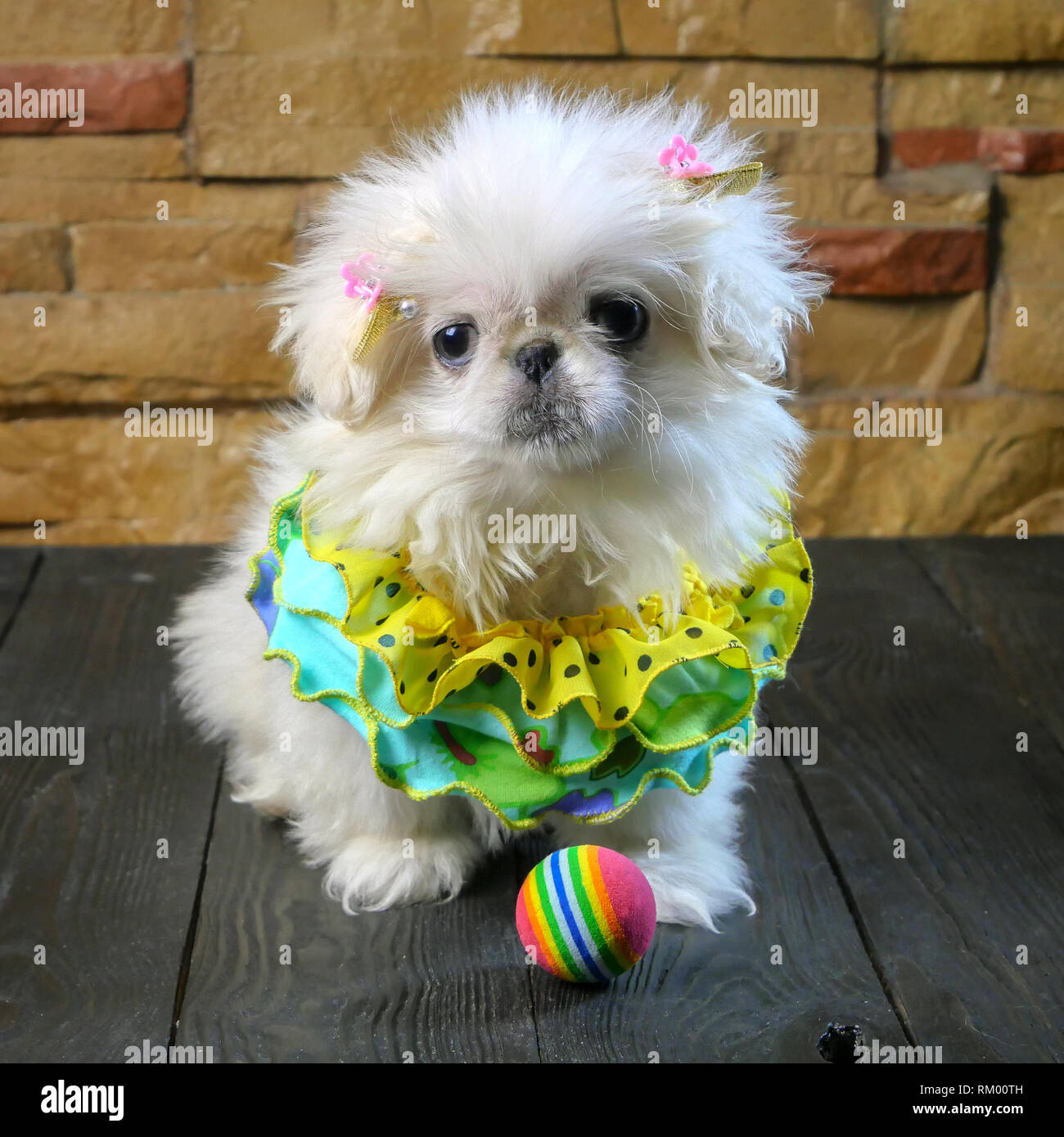 Small white Pekingese puppy sits next to his toy - a multi-colored ball. Square shot. Close-up. Stock Photo