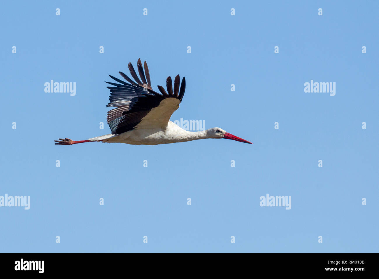A single White Stork flying strongly, landscape format, Lewa Wilderness, Lewa Conservancy, Kenya, Africa Stock Photo